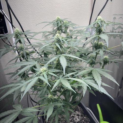 #18 - [Auto] F1 Hyperion - RQS. Week 6
