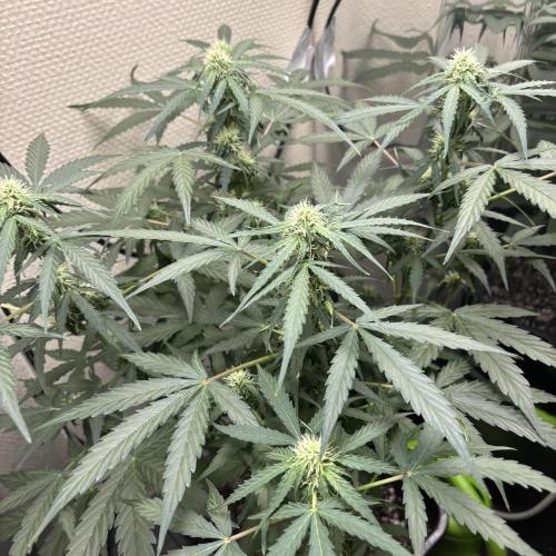 #18 - [Auto] F1 Hyperion - RQS. Week 6