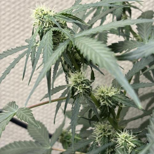 #18 - [Auto] F1 Hyperion - RQS. Week 6