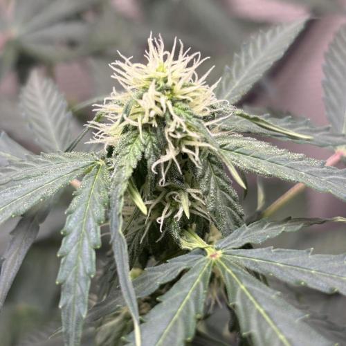 #18 - [Auto] F1 Hyperion - RQS. Week 6