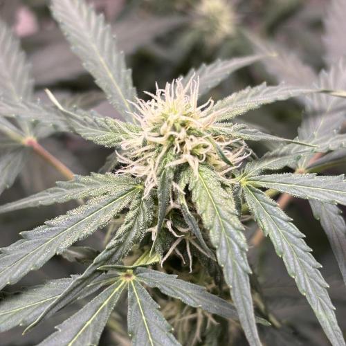 #18 - [Auto] F1 Hyperion - RQS. Week 6