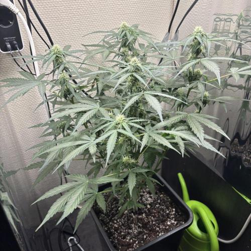 #18 - [Auto] F1 Hyperion - RQS. Week 6