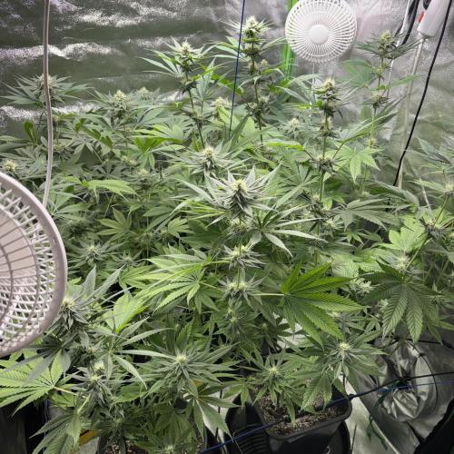 #17 Monster Bud Kush. Week 10