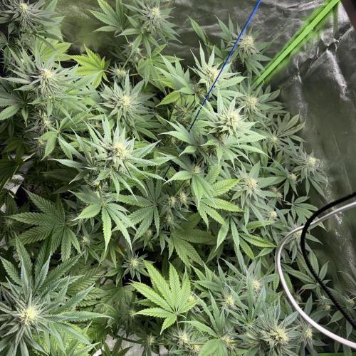 #17 Monster Bud Kush. Week 10