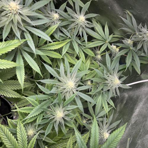 #17 Monster Bud Kush. Week 10