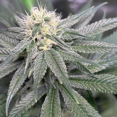 #17 Monster Bud Kush. Week 10