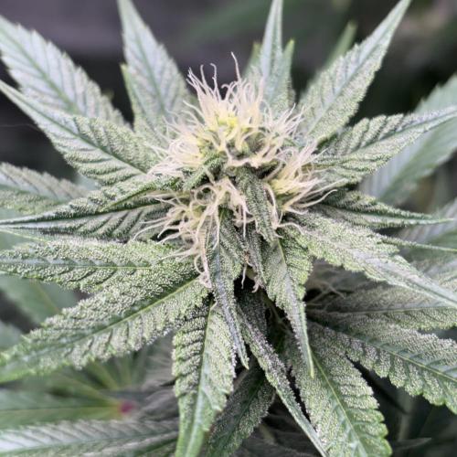 #17 Monster Bud Kush. Week 10