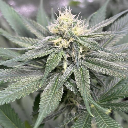 #17 Monster Bud Kush. Week 10