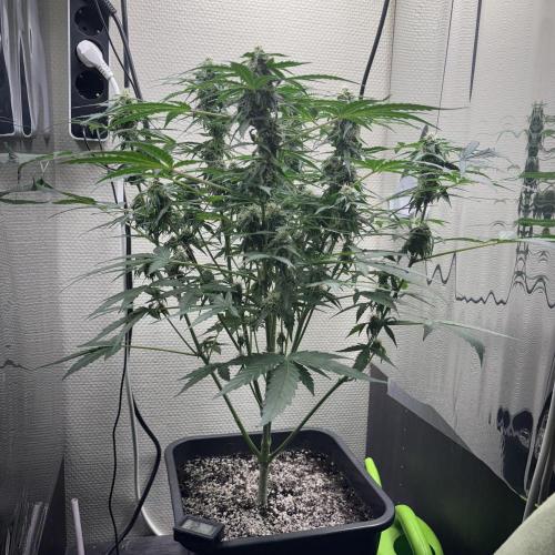 #18 - [Auto] F1 Hyperion - RQS. Week 7 - 17/06