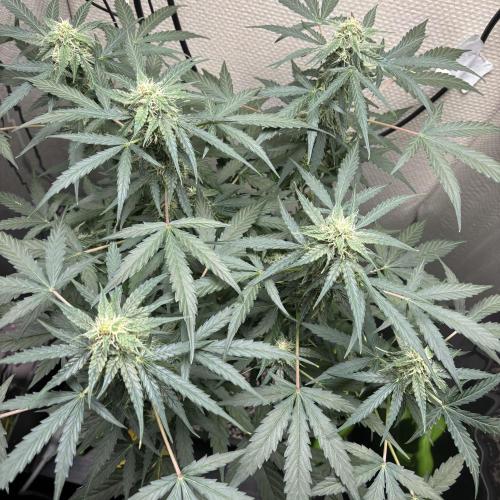#18 - [Auto] F1 Hyperion - RQS. Week 7 - 17/06