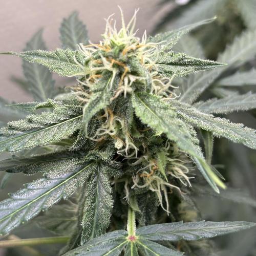 #18 - [Auto] F1 Hyperion - RQS. Week 7 - 17/06