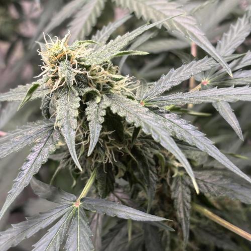#18 - [Auto] F1 Hyperion - RQS. Week 7 - 17/06