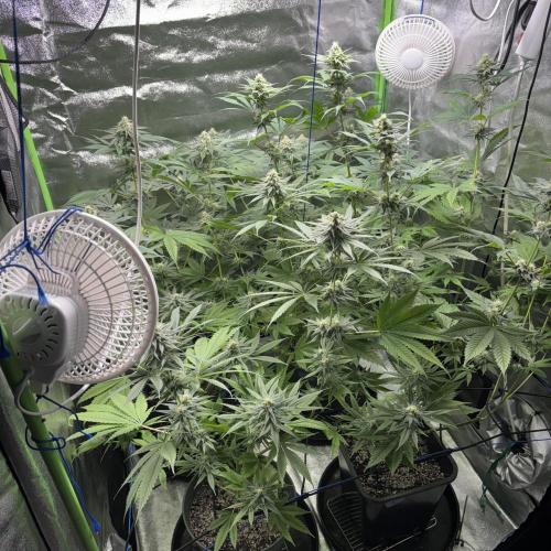 #17 Monster Bud Kush. Week 11 - 18/06