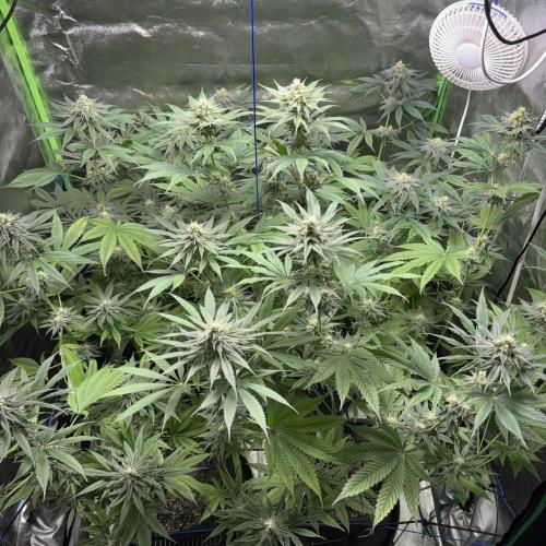 #17 Monster Bud Kush. Week 11 - 18/06