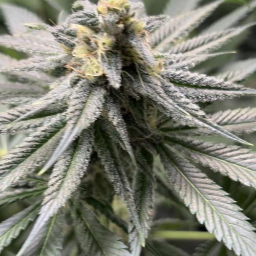 #17 Monster Bud Kush. Week 11 - 18/06