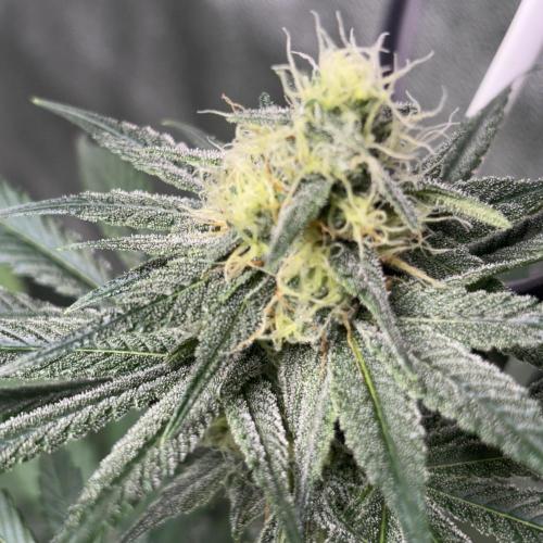 #17 Monster Bud Kush. Week 11 - 18/06