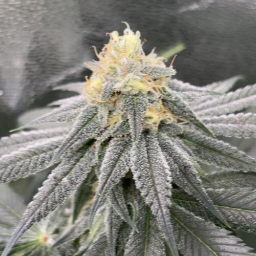#17 Monster Bud Kush. Week 11 - 18/06
