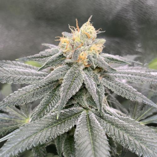 #17 Monster Bud Kush. Week 11 - 18/06