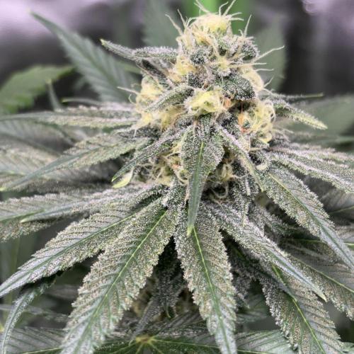 Monster Bud Kush. Week 11