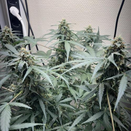 #18 - [Auto] F1 Hyperion - RQS. Week 8 - 24/06