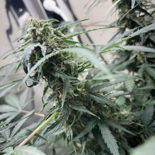 #18 - [Auto] F1 Hyperion - RQS. Week 8 - 24/06
