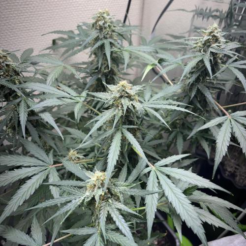 #18 - [Auto] F1 Hyperion - RQS. Week 8 - 24/06