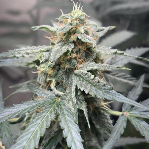 #18 - [Auto] F1 Hyperion - RQS. Week 8 - finally some trichomes