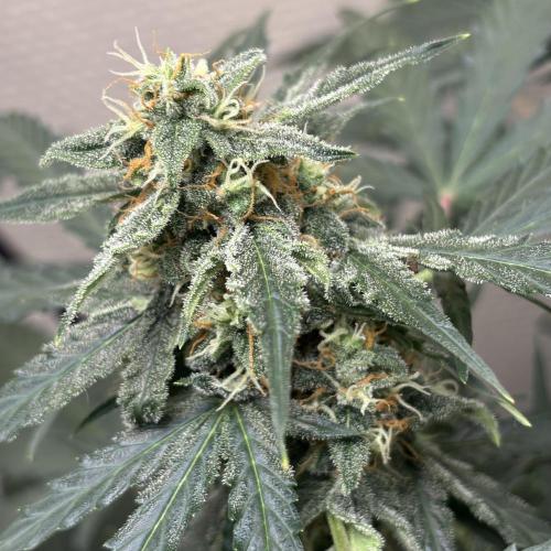 #18 - [Auto] F1 Hyperion - RQS. Week 8 - 24/06