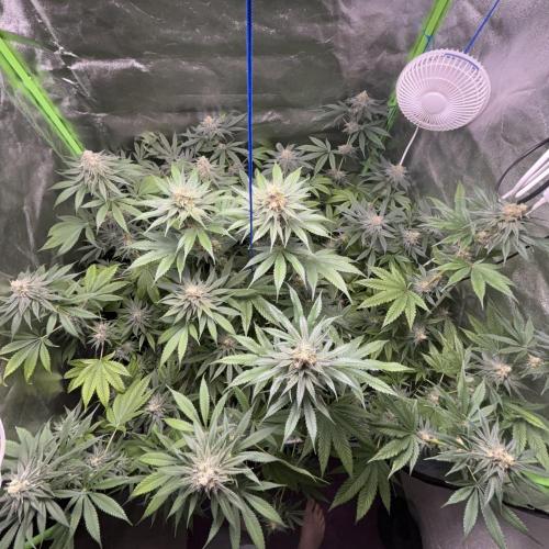#17 Monster Bud Kush. Week 12 - 26/06