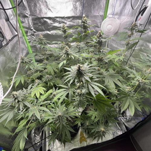 #17 Monster Bud Kush. Week 12 - 26/06