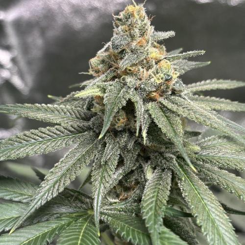 #17 Monster Bud Kush. Week 12 - 26/06
