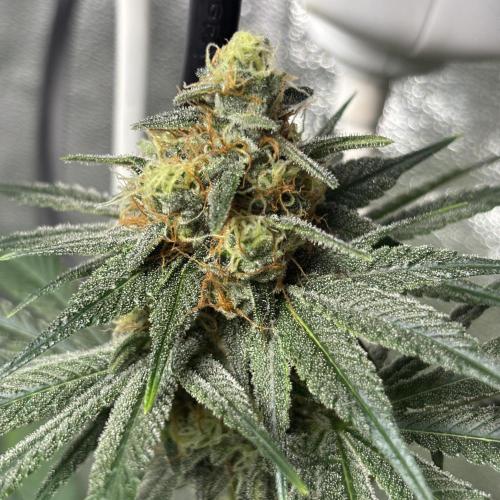 #17 Monster Bud Kush. Week 12 - 26/06
