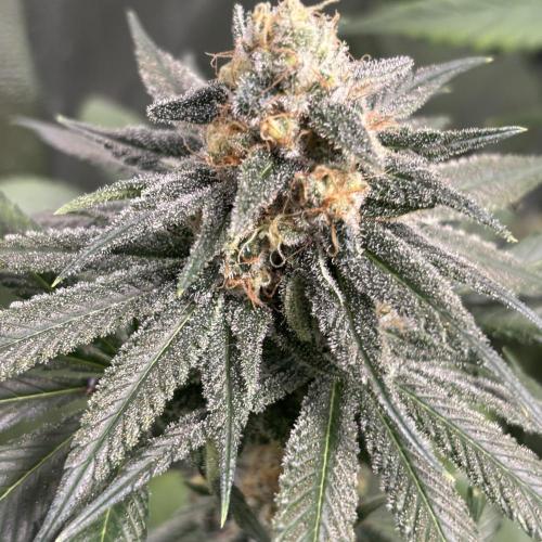 Monster Bud Kush. Week 12