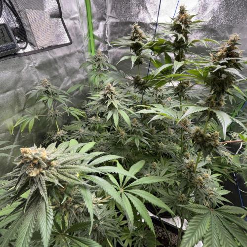 #17 Monster Bud Kush. Week 13
