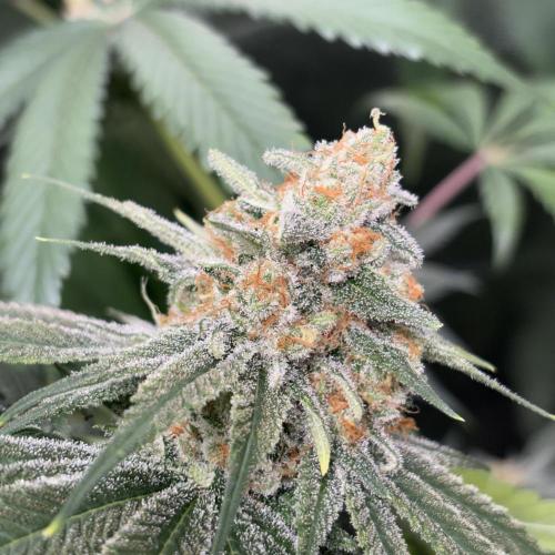 #17 Monster Bud Kush. Week 13
