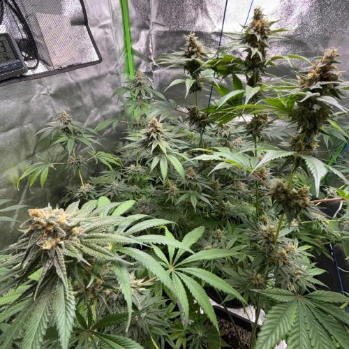 #17 - Monster Bud Kush. Week 14