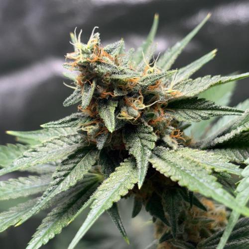 #17 - Monster Bud Kush. Week 14