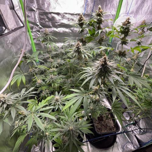 #17 - Monster Bud Kush. Week 14