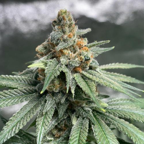 #17 - Monster Bud Kush. Week 14