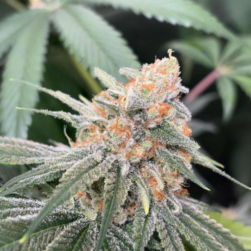 #17 - Monster Bud Kush. Week 14