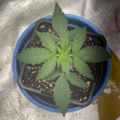 #19 - [Auto] London Poundcake. Week 1