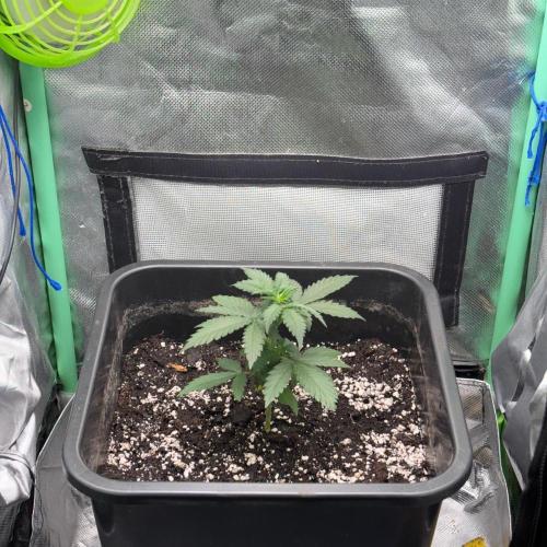 #19 - [Auto] London Poundcake. Week 2 - 10L Final pot