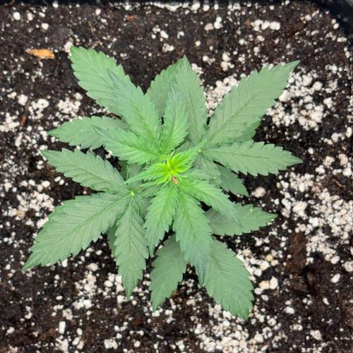 #19 - [Auto] London Poundcake. Week 2 - symmetrical 👍