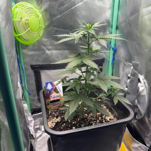 #19 - [Auto] London Poundcake. Week 3 - 20/08