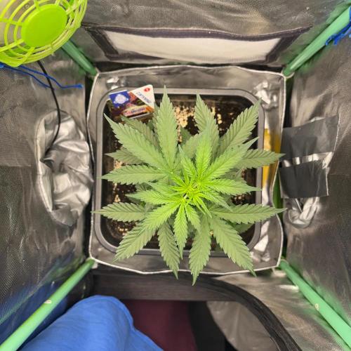 #19 - [Auto] London Poundcake. Week 3 - 20/08