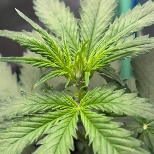#19 - [Auto] London Poundcake. Week 3 - 20/08
