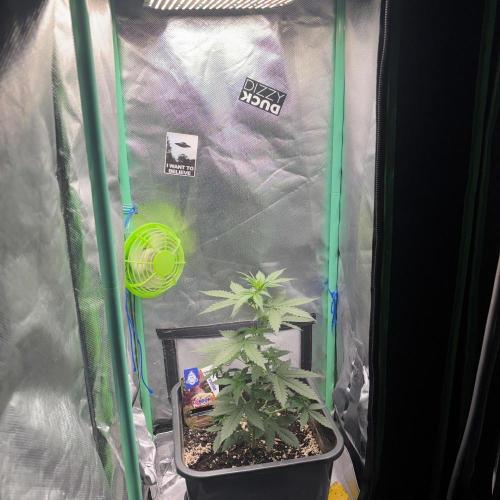 #19 - [Auto] London Poundcake. Week 3 - 20/08