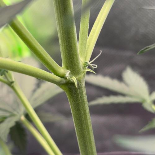 #19 - [Auto] London Poundcake. Week 4