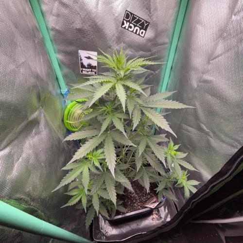 #19 - [Auto] London Poundcake. Week 4 - 27/08