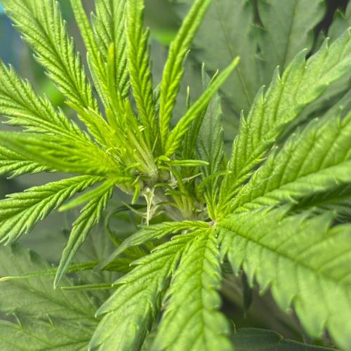 #19 - [Auto] London Poundcake. Week 4